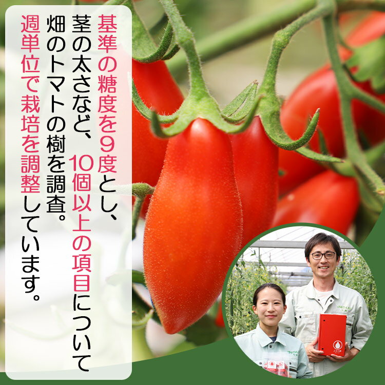 【ふるさと納税】【先行予約受付】【年末配送可能】乙女の涙 スウィーティア ミニトマト 約1kg - 送料無料 とまと プチトマト フルーツトマト ギフト のし対応 熨斗 高糖度 甘い 贈答用 贈り物 プレゼント お礼 御礼 感謝 完熟 生野菜 やさい 高知県 香南市【常温/冷蔵】 サムネイル3