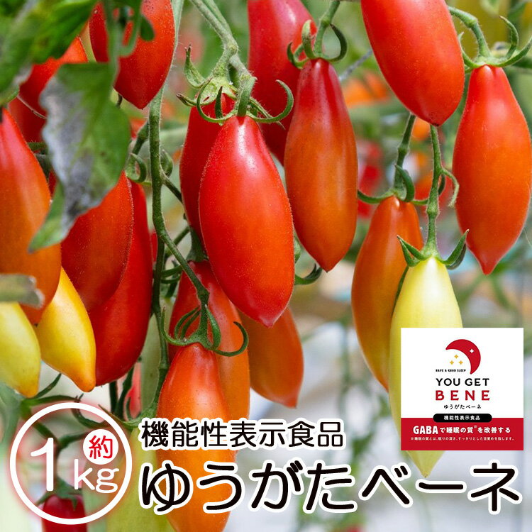 【先行予約受付】機能性表示食品 ミニトマト ゆうがたベーネ 約1kg - 送料無料 プチトマト フルーツトマト ギフト お礼 御礼 感謝 のし対応 高糖度 贈答用 贈り物 井上石灰工業株式会社 高知県 香南市【常温/冷蔵】