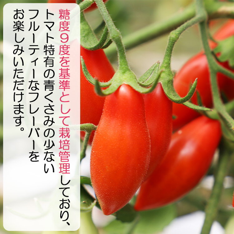 【ふるさと納税】【先行予約受付】乙女の涙 スウィーティア ミニトマト 約2kg（1kg×2箱）- 野菜 やさい とまと プチトマト フルーツトマト ギフト のし対応 高糖度 贈答用 贈り物 お礼 御礼 感謝 送料無料 井上石灰工業株式会社 高知県 香南市【常温/冷蔵】 - 画像3