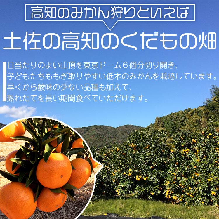 【ふるさと納税】【選べる内容量】【期間限定】土佐の高知のくだもの畑 みかん（家庭用）約5kg/約10kg - 温州みかん ミカン 訳アリ わけあり 蜜柑 ミカン 柑橘 柑橘類 フルーツ 果物 くだもの ご家庭用 ご自宅 美味しい おいしい 高知県 香南市【常温】Rkd-0021 サムネイル2