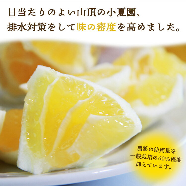 【ふるさと納税】【2026年出荷分 先行予約】【訳あり】ハウス小夏（日向夏）約2.5kg/約5kg（家庭用）- 選べる 訳アリ キズ ニューサマーオレンジ 果物 みかん フルーツ 柑橘 こなつ 土佐の高知のくだもの畑 高知県 香南市 レビューキャンペーン ゆずあんぱん風おまんじゅう サムネイル2