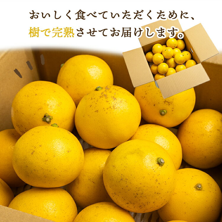 【ふるさと納税】【2026年出荷分 先行予約】【訳あり】ハウス小夏（日向夏）約2.5kg/約5kg（家庭用）- 選べる 訳アリ キズ ニューサマーオレンジ 果物 みかん フルーツ 柑橘 こなつ 土佐の高知のくだもの畑 高知県 香南市 レビューキャンペーン ゆずあんぱん風おまんじゅう サムネイル3