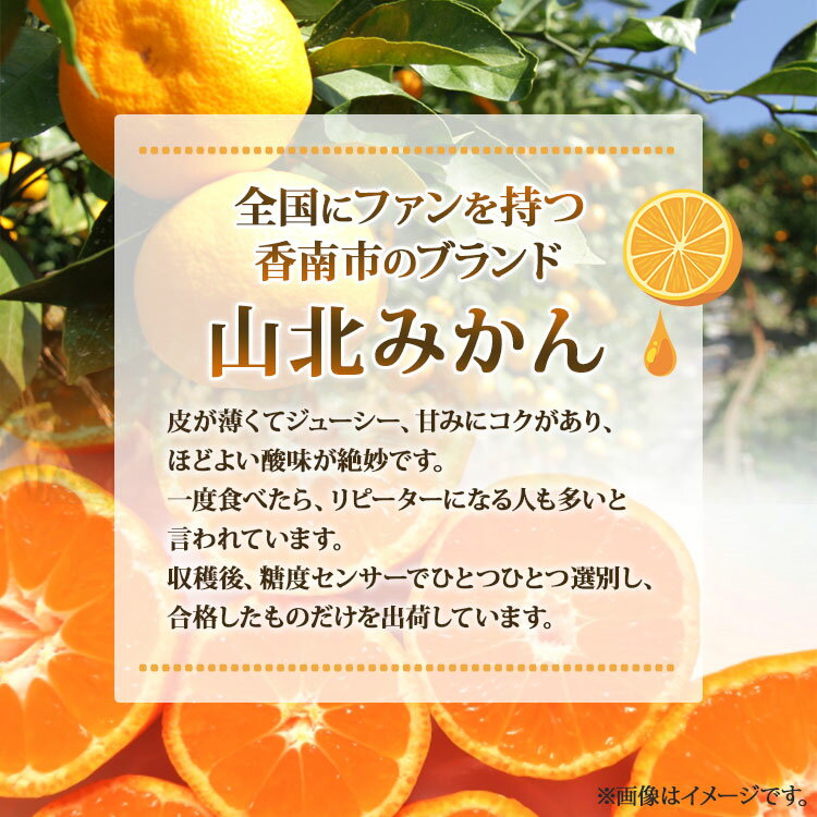 【ふるさと納税】【2025年発送分】【選べる】高知県産 山北みかん 約3kg／約5kg（露地栽培 2S〜Lサイズ）一度食べたらくせになる！- 送料無料 果物 くだもの フルーツ ブランド 温州みかん ミカン 蜜柑 甘い 産地直送 10000円以上 1万円以上 高知県 香南市【常温】Rku-0037 サムネイル2