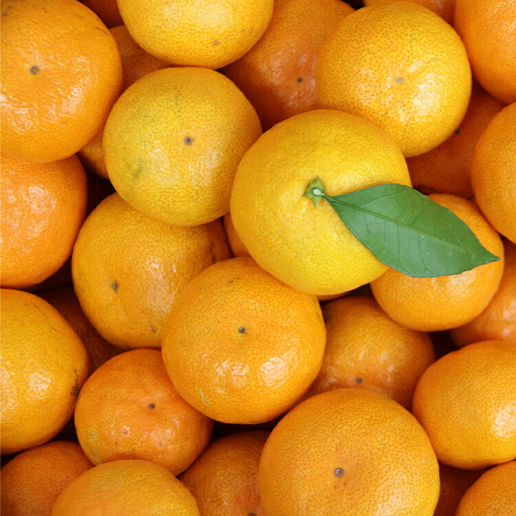 【ふるさと納税】【令和8年10月下旬発送開始】訳あり 数量限定 山北みかん 約5kg（家庭用・露地栽培） 果物 フルーツ 温州みかん 糖度 ミカン みかん mikan 小玉大玉 ジュース S M s m ふるさと納税みかん 甘い 送料無料 10000円以上 1万円以上 高知県 香南市【常温】ku-0054 - 画像3