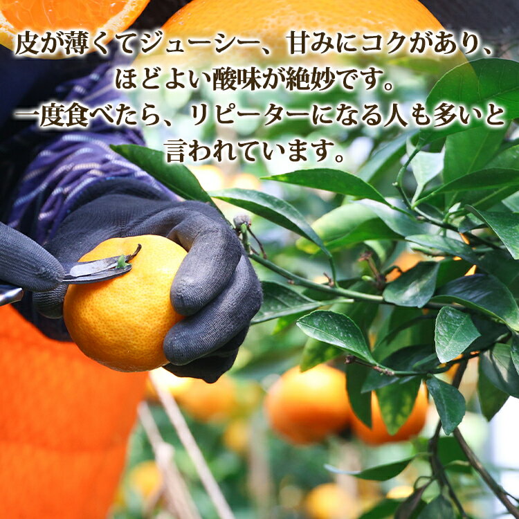 【ふるさと納税】【2026年発送分】山北温室みかん 約1.2kg/約2.5kg - 秀品 果物 くだもの フルーツ 柑橘 ミカン 蜜柑 選べる ギフト 産地直送 特産品 旬 国産 おすそ分け 御礼 お礼 内祝い 高知県 香南市 10,000円以上 10000円以上 1万円以上 レビューキャンペーン サムネイル3