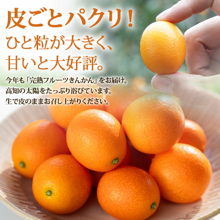 【ふるさと納税】高知の太陽を浴びた完熟フルーツきんかん 合計500g（250g×2パック）- 果物 フルーツ キンカン 金柑 柑橘 送料無料 のし対応可 期間限定 数量限定 高知県 香南市【常温】 ku-0048 サムネイル2