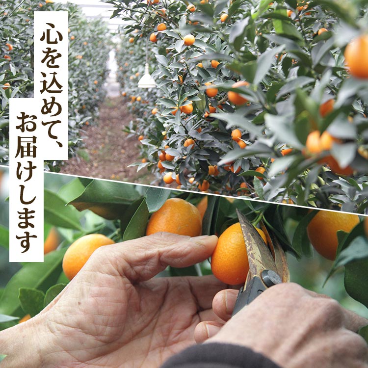 【ふるさと納税】高知の太陽を浴びた完熟フルーツきんかん 合計500g（250g×2パック）- 果物 フルーツ キンカン 金柑 柑橘 送料無料 のし対応可 期間限定 数量限定 高知県 香南市【常温】 ku-0048 サムネイル3
