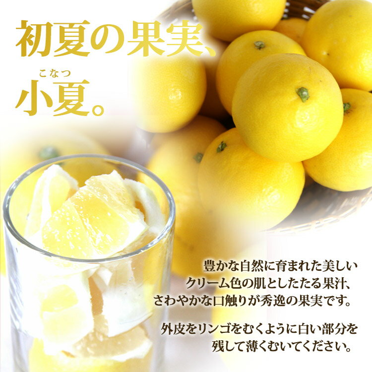 【ふるさと納税】【先行予約】小夏（日向夏）約5kg - 2026年3月より順次配送 果物 柑橘 フルーツ くだもの ひゅうがなつ ニューサマーオレンジ 甘酸っぱさがギュッと詰まった 期間限定 のし対応可 送料無料 高知県 香南市【常温】 サムネイル2