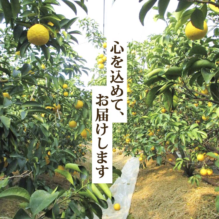 【ふるさと納税】【先行予約】小夏（日向夏）約5kg - 2026年3月より順次配送 果物 柑橘 フルーツ くだもの ひゅうがなつ ニューサマーオレンジ 甘酸っぱさがギュッと詰まった 期間限定 のし対応可 送料無料 高知県 香南市【常温】 サムネイル3