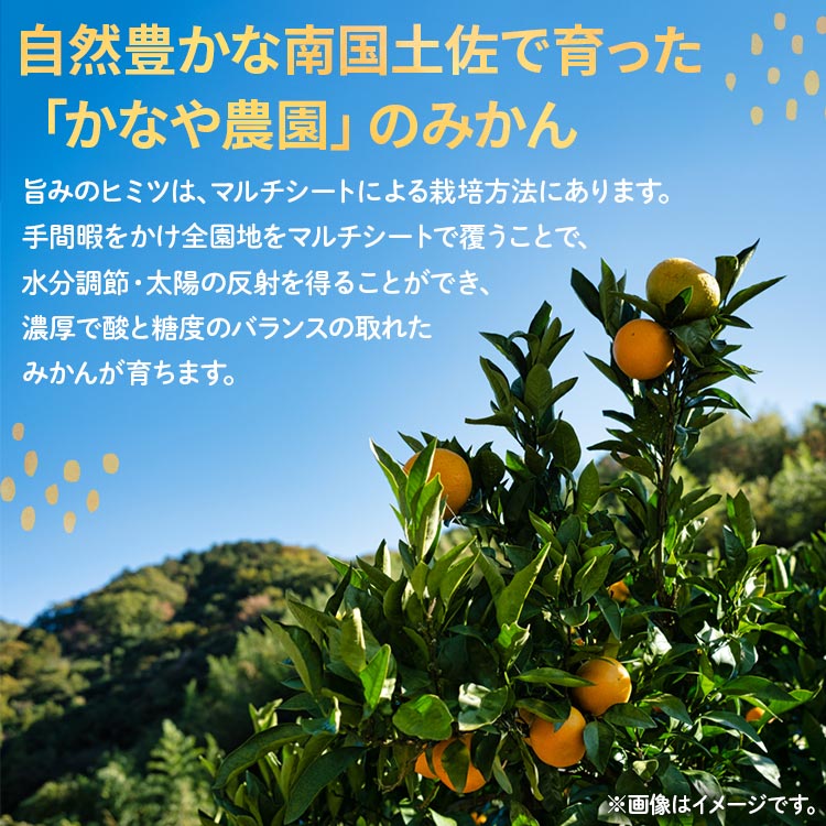【ふるさと納税】【年末配送可能】土佐乃かなや マルチ 山北みかん 約5kg - 送料無料 フルーツ 果物 くだもの 温州みかん ミカン 柑橘 甘い おいしい 旬 季節限定 かなや農園 合同会社Benifare 国産 特産品 年末配送 年内配送 高知県 香南市【常温】 サムネイル2