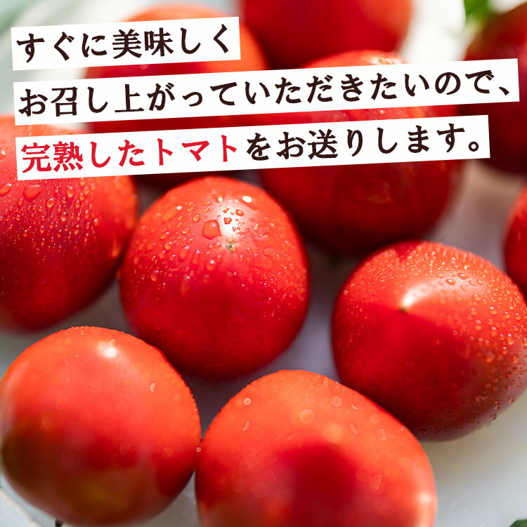 【ふるさと納税】【選べる内容量】数量限定 うしの恵 フルーツトマト (約1kg/約2kg) - 送料無料 期間限定 野菜 とまと 産地直送 料理 アレンジ サラダ 鍋 サンドイッチ 完熟 リコピン 甘い あまい フレッシュ さっぱり 贈答 お礼 御礼 おいしい 国産 高知県 香南市【常温】 - 画像3