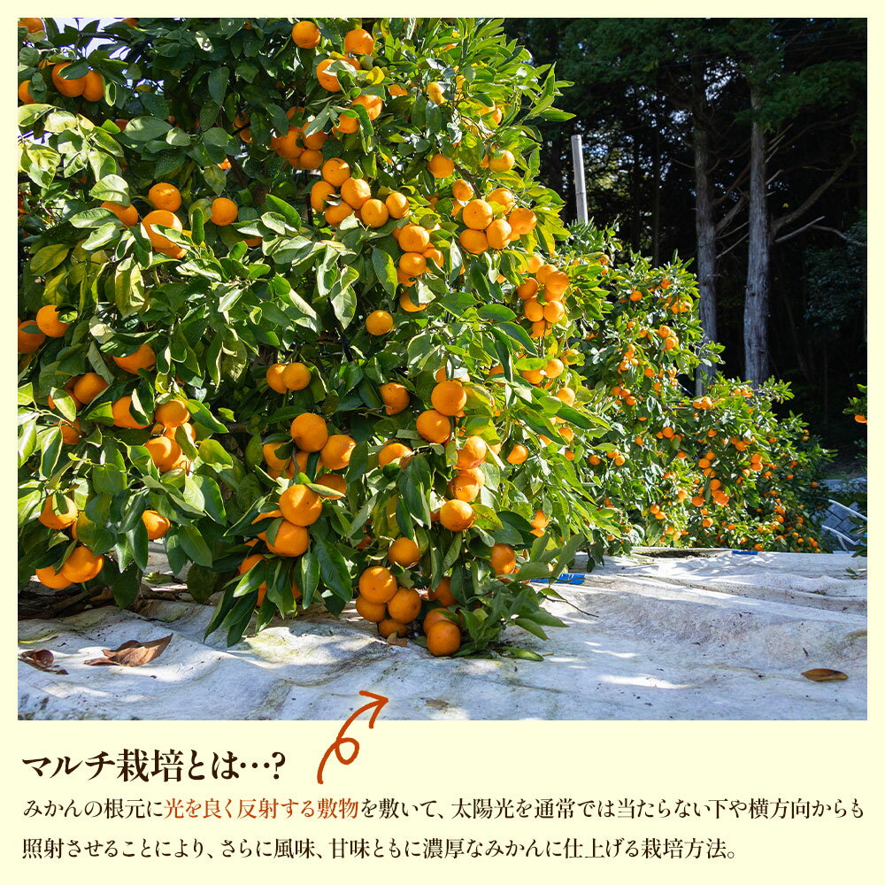 【ふるさと納税】【選べる内容量】【2025年出荷分】【訳あり】露地みかん(2S〜Mサイズ) 約5kg/約10kg/約15kg ＋約100g (傷み補償分) - 果物 くだもの フルーツ 果実 柑橘 かんきつ 蜜柑 みかん ミカン 果汁 期間限定 訳アリ 家庭用 キズ 傷 丸萬農園 高知県 香南市【常温】 サムネイル3