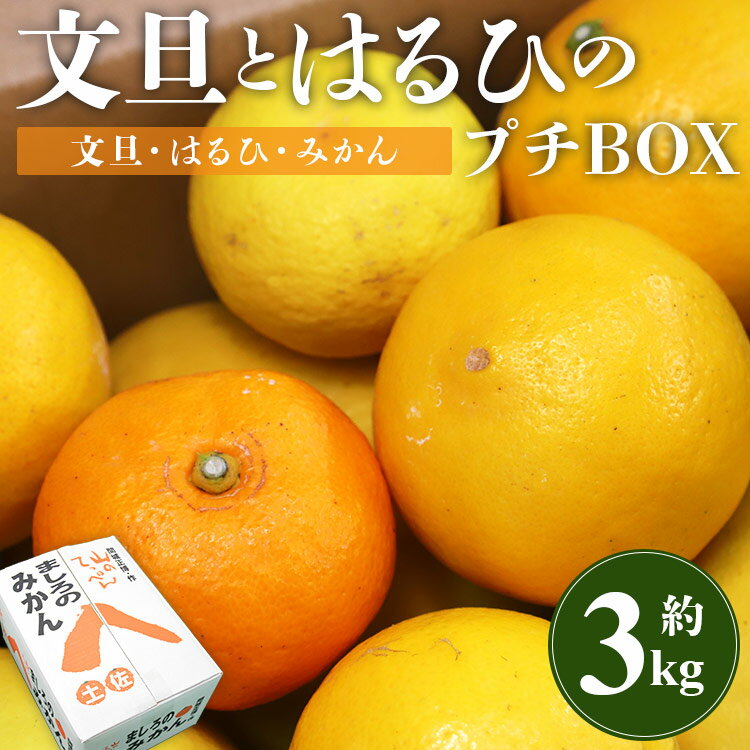 【先行予約】文旦とはるひのプチBOX 合計約3kg - フルーツ 果物 くだもの ぶんたん ブンタン ぼんたん ザボン 柑橘 蜜柑 ミカン お試し 数量限定 期間限定 季節限定 送料無料 間城農園 高知県 香南市【常温】ms-0036