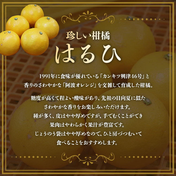 【ふるさと納税】【先行予約】文旦とはるひのプチBOX 合計約3kg - フルーツ 果物 くだもの ぶんたん ブンタン ぼんたん ザボン 柑橘 蜜柑 ミカン お試し 数量限定 期間限定 季節限定 送料無料 間城農園 高知県 香南市【常温】ms-0036 サムネイル3