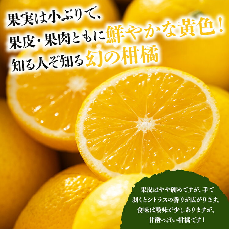 【ふるさと納税】間城農園 爽やかな香りの黄金柑（おうごんかん）約2.5kg - 送料無料 フルーツ 果物 くだもの ゴールデンオレンジ 柑橘 数量限定 期間限定 配送時期期間限定 高知県 香南市【常温】 ms-0044 サムネイル2