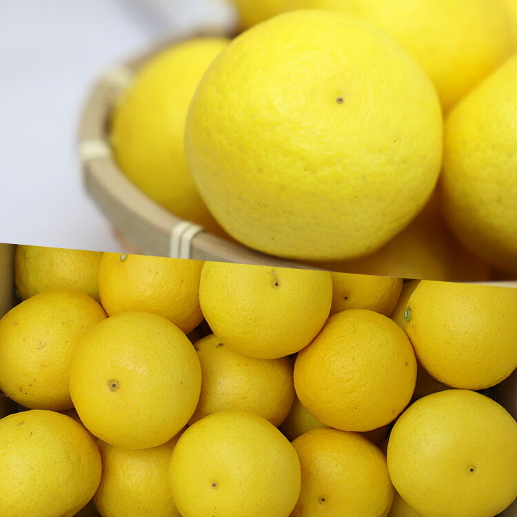 【ふるさと納税】間城農園 爽やかな香りの黄金柑（おうごんかん）約2.5kg - 送料無料 フルーツ 果物 くだもの ゴールデンオレンジ 柑橘 数量限定 期間限定 配送時期期間限定 高知県 香南市【常温】 ms-0044 サムネイル3