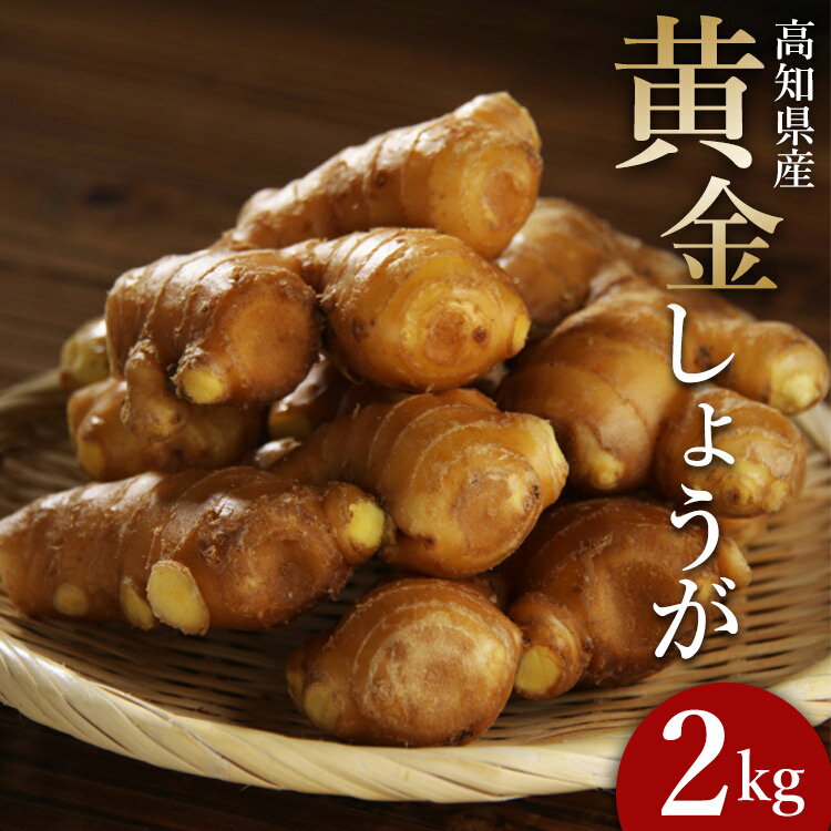 生姜一筋70年の生姜老舗問屋 黄金しょうが 約2kg - 送料無料 生産量日本一 おかず お料理 のし対応不可料理 飲み物 高知県 香南市【冷蔵】 Xnb-0007