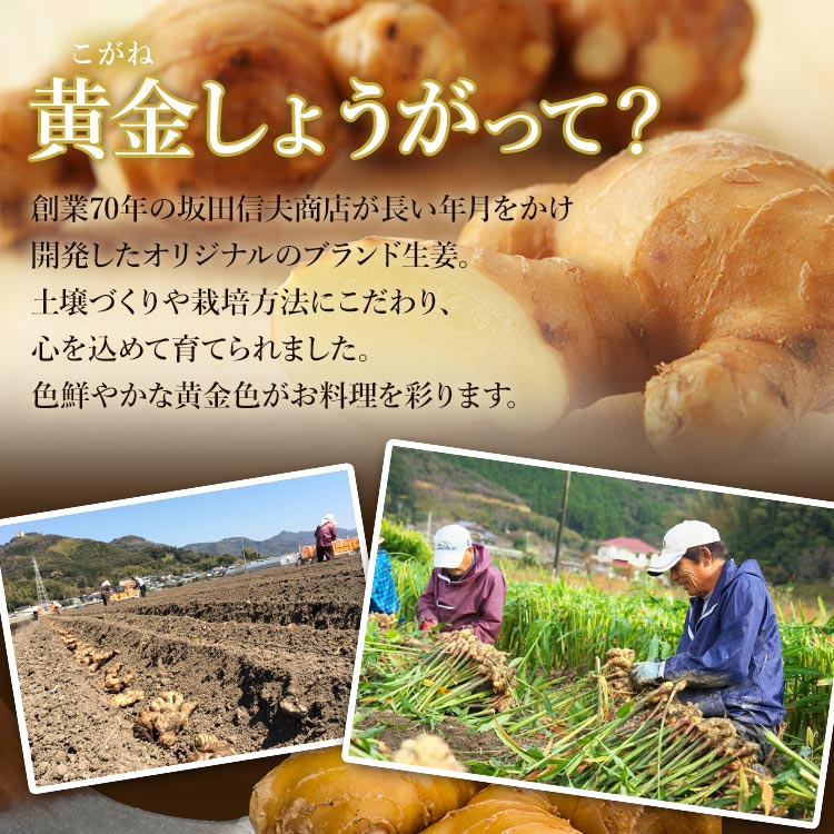 【ふるさと納税】生姜一筋70年の生姜老舗問屋 黄金しょうが 約4kg - 送料無料 在来種よりも香り辛み共に強め 料理 おかず 材料 のし対応不可 高知県 香南市【冷蔵】 Xnb-0008 - 画像2