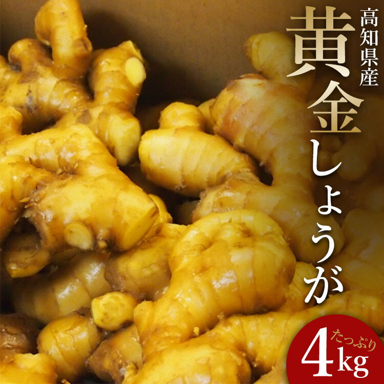 生姜一筋70年の生姜老舗問屋 黄金しょうが 約4kg - 送料無料 在来種よりも香り辛み共に強め 料理 おかず 材料 のし対応不可 高知県 香南市【冷蔵】 Xnb-0008