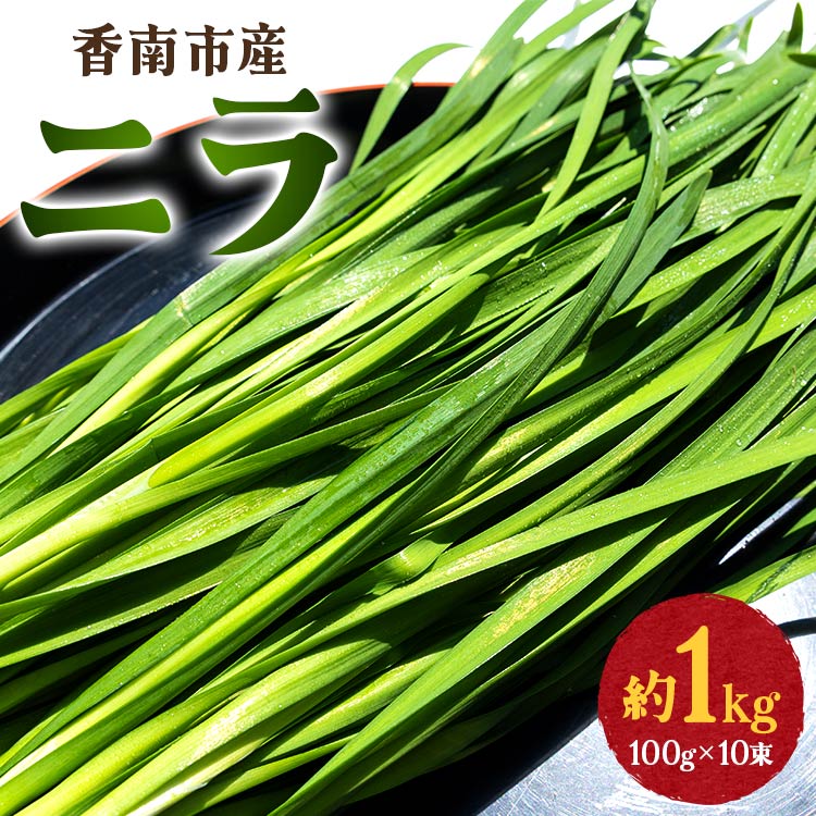 香南市産 ニラ 約1kg（100g×10束）- にら 韮 香味野菜 やさい 葉物 新鮮 生 料理 もつ鍋 餃子 饅頭 キムチ チヂミ 炒め物 おひたし 直送 国産 おきゃんぴー農園 高知県 香南市【冷蔵】 on-0010