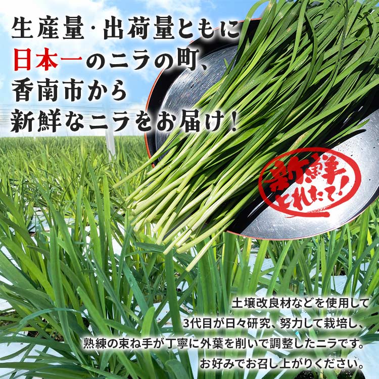 【ふるさと納税】香南市産 ニラ 約1kg（100g×10束）- にら 韮 香味野菜 やさい 葉物 新鮮 生 料理 もつ鍋 餃子 饅頭 キムチ チヂミ 炒め物 おひたし 直送 国産 おきゃんぴー農園 高知県 香南市【冷蔵】 on-0010 - 画像2