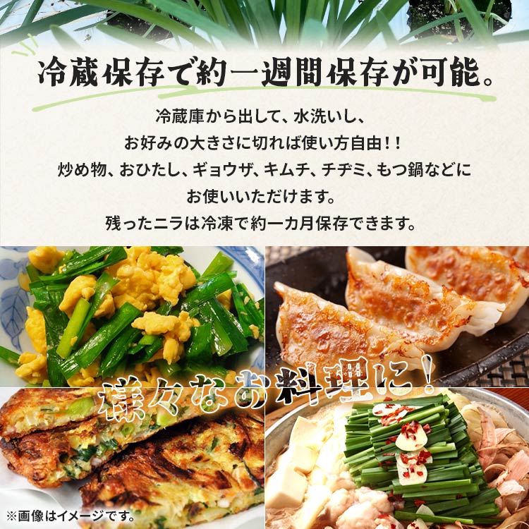 【ふるさと納税】香南市産 ニラ 約1kg（100g×10束）- にら 韮 香味野菜 やさい 葉物 新鮮 生 料理 もつ鍋 餃子 饅頭 キムチ チヂミ 炒め物 おひたし 直送 国産 おきゃんぴー農園 高知県 香南市【冷蔵】 on-0010 - 画像3