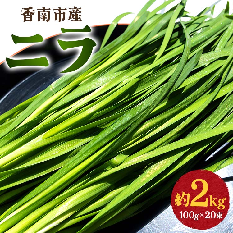 香南市産 ニラ 約2kg（100g×20束） - にら 韮 香味野菜 やさい 葉物 新鮮 生 料理 もつ鍋 餃子 饅頭 キムチ チヂミ 炒め物 おひたし 直送 国産 おきゃんぴー農園 高知県 香南市【冷蔵】 on-0011
