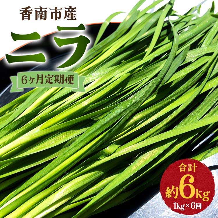 6ヶ月定期便 香南市産 ニラ 合計約6kg（1kg×6回） - にら 韮 生 野菜 やさい 香味野菜 葉物 新鮮 シャキシャキ食感 肉厚 にくあつ 料理 アレンジ 炒めもの 炒め物 煮物 鍋 なべ もつ鍋 産地直送 国産 おきゃんぴー農園 高知県 香南市【冷蔵】Won-0016