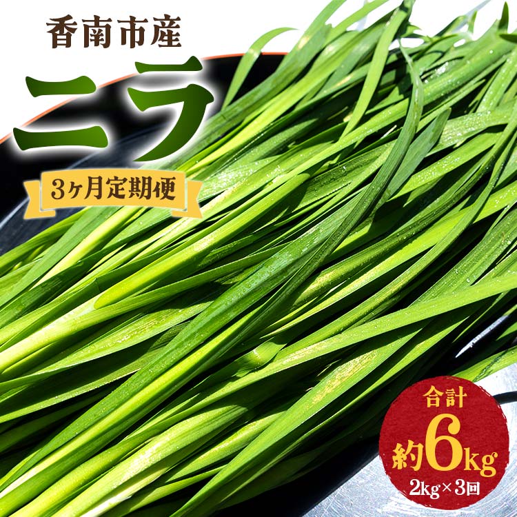3ヶ月定期便 香南市産 ニラ 合計約6kg（2kg×3回）- にら 韮 生 野菜 やさい 香味野菜 葉物 新鮮 シャキシャキ食感 肉厚 にくあつ 料理 アレンジ 炒めもの 炒め物 煮物 鍋 なべ もつ鍋 産地直送 国産 おきゃんぴー農園 高知県 香南市【冷蔵】Won-0017
