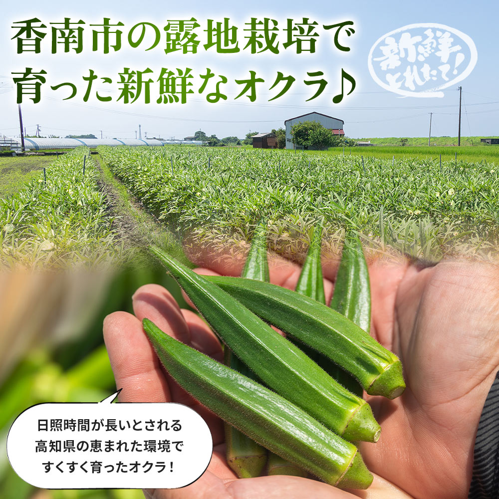 【ふるさと納税】【2026年発送分】【選べる内容量】オクラ 約1kg/1.5kg/2kg(100～200本前後) - おくら 野菜 やさい 新鮮 朝どれ 朝採れ 朝収穫 季節 旬 露地栽培 国産 香南市産 おきゃんぴー農園 高知県 香南市 冷蔵 - 画像2