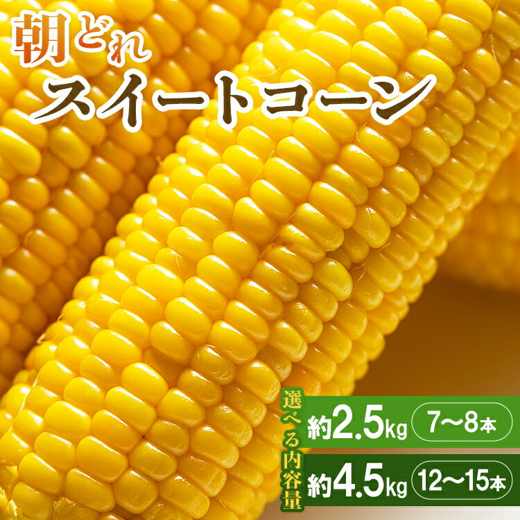 朝どれスイートコーン 2.5kg以上(7～8本) - トウモロコシ とうもろこし 野菜 国産 産地直送 期間限定 季節限定 旬彩ファームやまさき 「2026年5月下旬より順次配送」sy-0001