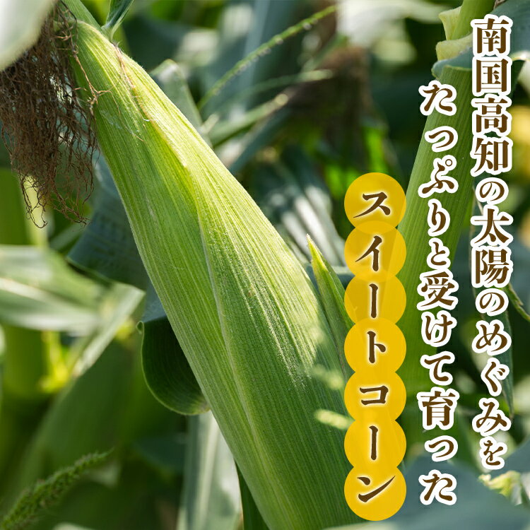 【ふるさと納税】朝どれスイートコーン 2.5kg以上(7～8本) - トウモロコシ とうもろこし 野菜 国産 産地直送 期間限定 季節限定 旬彩ファームやまさき 「2026年5月下旬より順次配送」sy-0001 - 画像2
