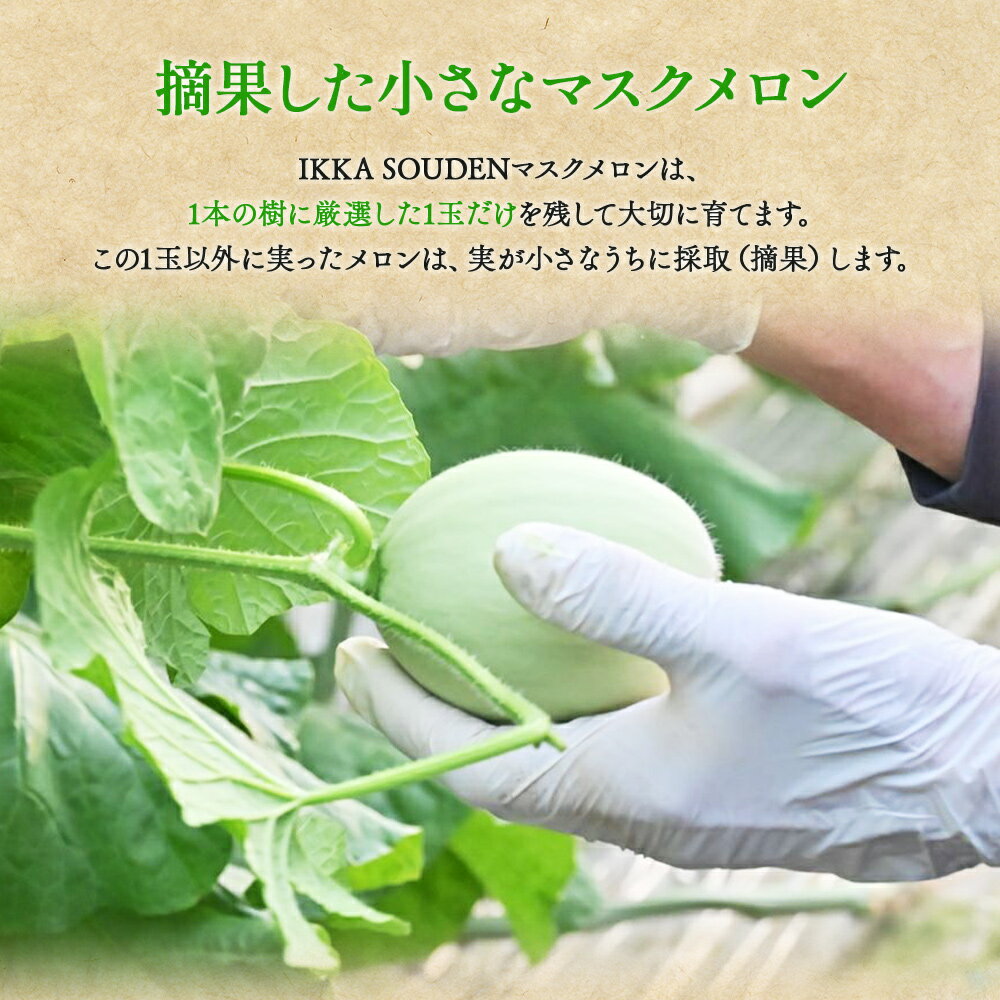【ふるさと納税】つるかめろんの玉子(摘果メロン) （選べる内容量：2kg／4.5kg／10kg） - マスクメロン めろん フルーツ くだもの 果物 おやつ おつまみ アレンジ お漬物 お漬け物 炒め物 天ぷら 子メロン 小さい 産地直送 篤農 高知県 香南市【冷蔵】 サムネイル2
