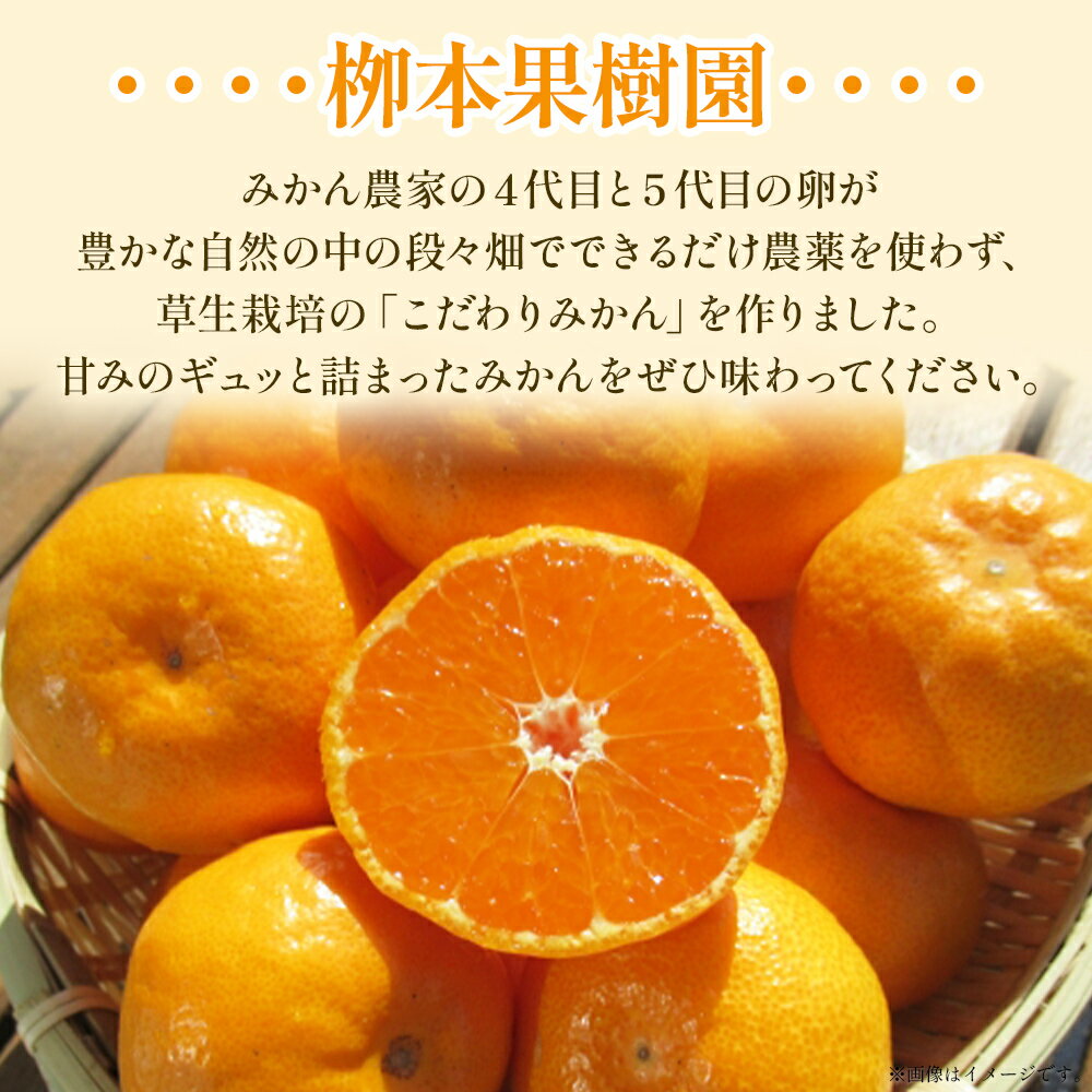 【ふるさと納税】【令和7年発送】柳本果樹園の山北みかん 約3kg（露地・2S〜Mサイズ）- 果物 フルーツ 柑橘類 温州みかん ミカン 蜜柑 甘い おいしい 送料無料 のし 贈り物 冬 期間限定 季節限定 数量限定 2025年出荷 高知県 香南市 yg-0006 サムネイル2