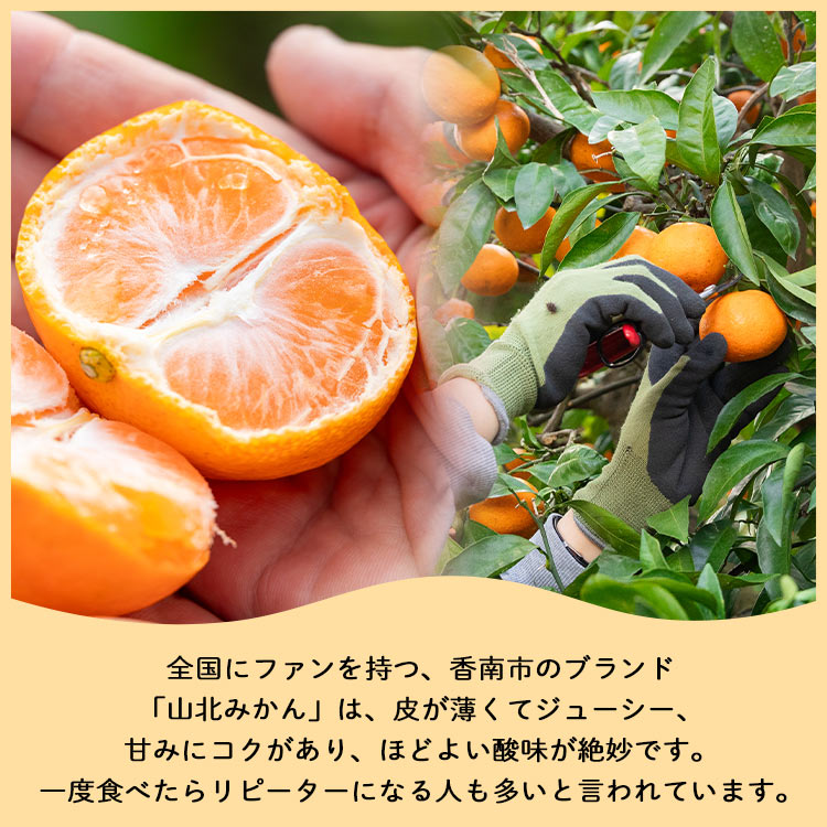 【ふるさと納税】【選べる内容量】山北みかん（小玉/大玉サイズ）約3kg/約5kg/約10kg - 果物 フルーツ 柑橘類 温州みかん ミカン 蜜柑 甘い おいしい 美味しい 山北みらい 高知県 香南市【常温】 Ryk-0034 サムネイル3