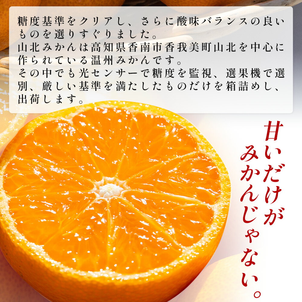 【ふるさと納税】山北プレミアムみかん 1/100(サイズ：S) 1.2kg 約16玉入り - 国産 柑橘 柑橘類 果実 果物 フルーツ 青果 温州みかん みかん 蜜柑 ミカン 高知県 香南市 10,000円以上 10000円以上 1万円以上 【常温】yk-0056 サムネイル3