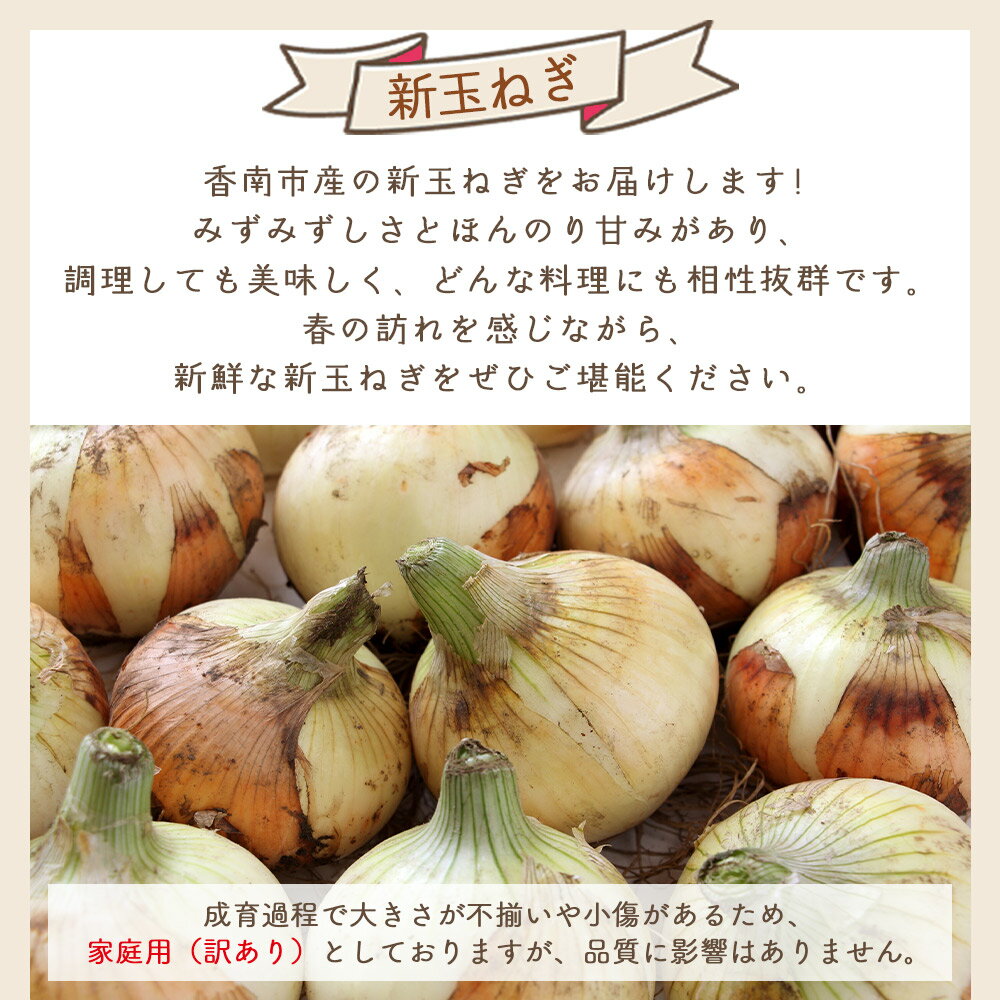 【ふるさと納税】【2026年3月以降順次発送】【選べる内容量】新玉ねぎ (約5/10kg) 家庭用 - 選べる 数量 国産 野菜 青果 たまねぎ タマネギ 玉葱 オニオン ご家庭用 不揃い 傷 やすらぎ市 高知県 香南市【冷蔵】 Ryr-0094 - 画像2