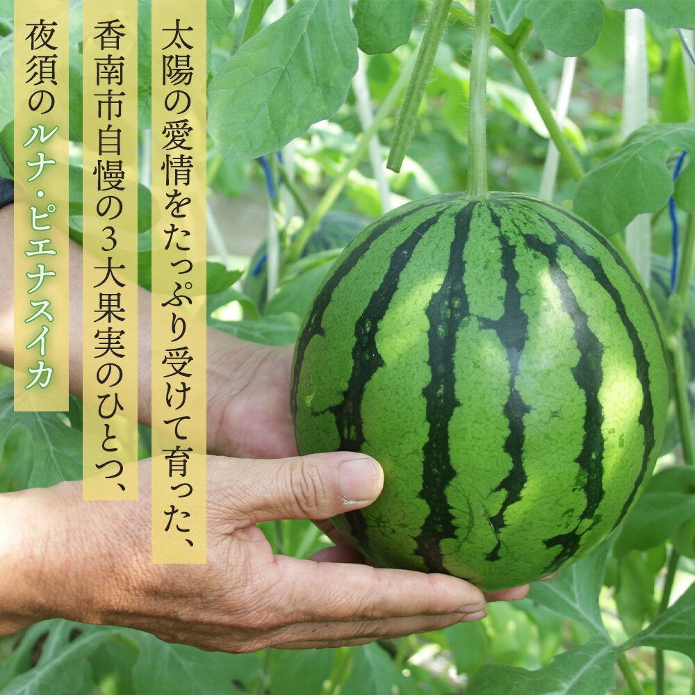 【ふるさと納税】【先行予約】【選べる数量】ルナ・ピエナスイカ 中玉 -「今夜はナゾトレ」に取り上げられました すいか 果物 くだもの フルーツ 赤肉 赤玉 1個 2個 ジューシー 甘い 贈答用 ギフト お祝い 高知県 香南市 レビューキャンペーン ゆずあんぱん風おまんじゅう サムネイル2