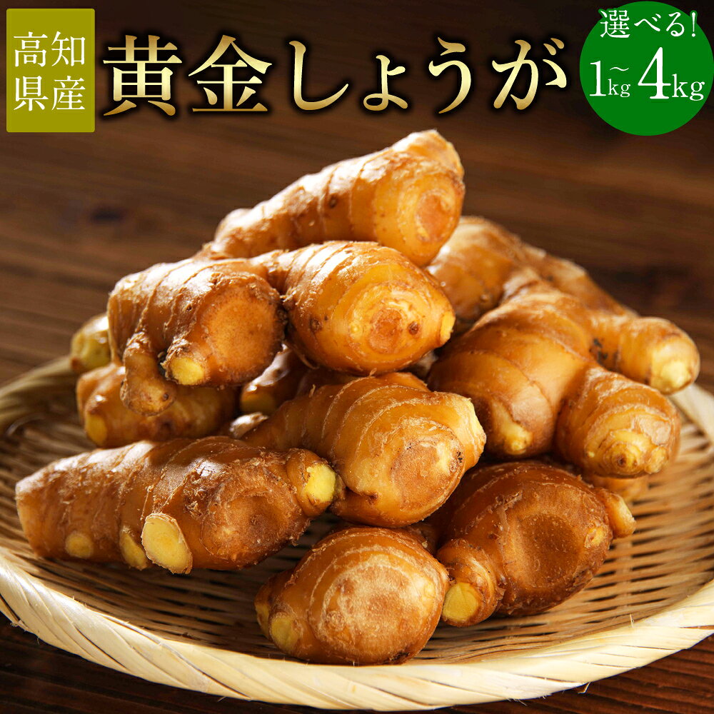 ＜選べる内容量＞【高知県産】黄金しょうが 約1kg・約2kg・約4kg ショウガ 生姜 野菜 特産品 香美市 高知県 送料無料