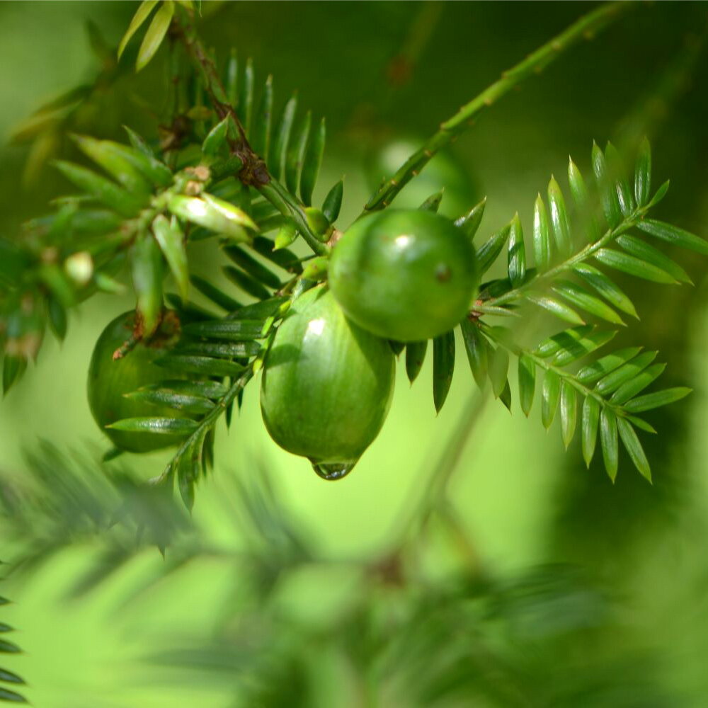 【ふるさと納税】榧の実油100ml 植物油 油 あぶら オイル 天然 榧 かや かやのみ お取り寄せ 香美市 高知県 送料無料 楽天スーパーSALE 9月開催 サムネイル3