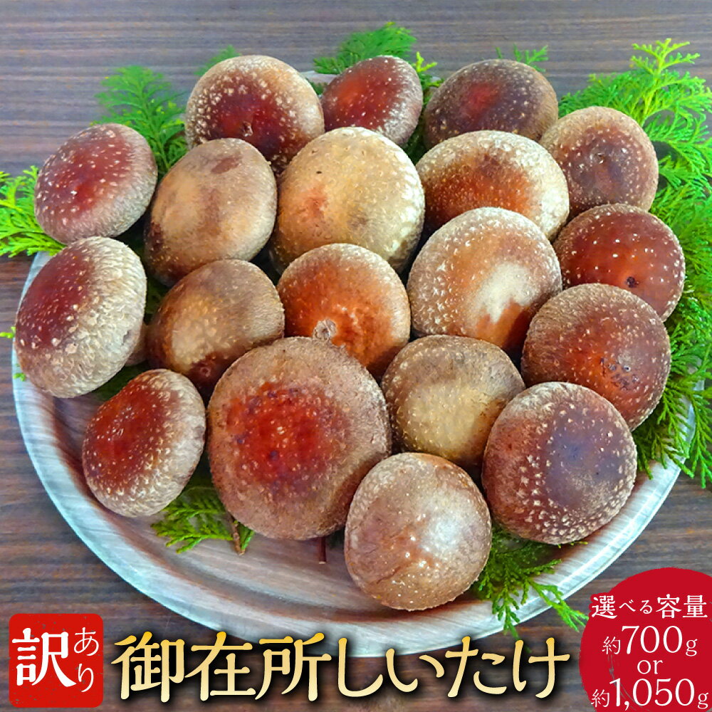 ＜選べる内容量＞訳あり 御在所しいたけ 計約700g（約350g×2）・計約1050g（約350g×3） 椎茸 シイタケ きのこ キノコ 茸 野菜 冷蔵 高知県 香美市 送料無料