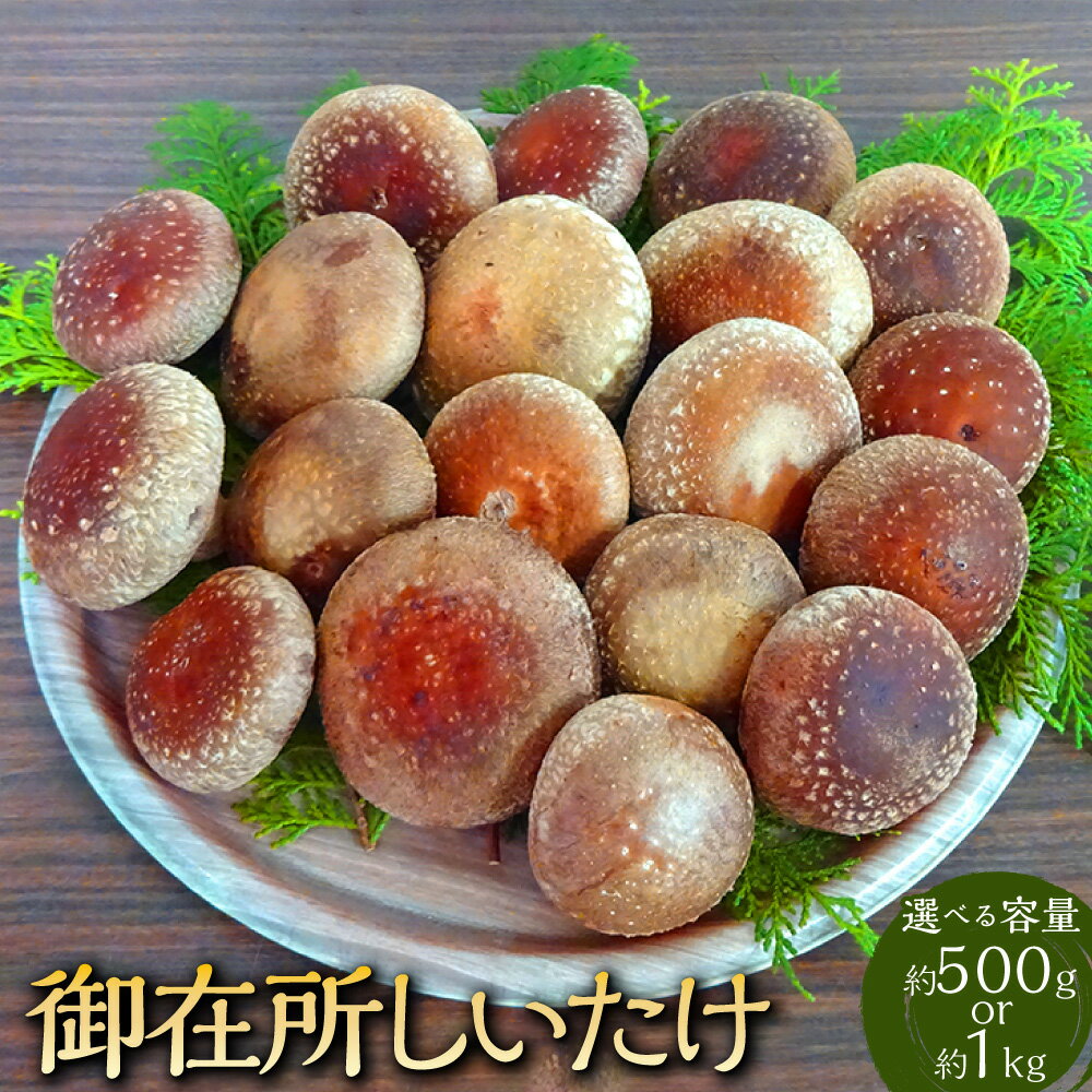 ＜選べる内容量＞御在所肉厚生しいたけ 約500g・約1kg 椎茸 シイタケ きのこ キノコ 茸 野菜 冷蔵 高知県 香美市 送料無料
