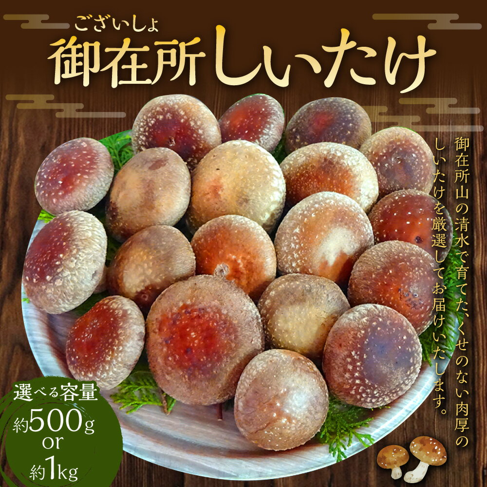 【ふるさと納税】＜選べる内容量＞御在所肉厚生しいたけ 約500g・約1kg 椎茸 シイタケ きのこ キノコ 茸 野菜 冷蔵 高知県 香美市 送料無料 サムネイル2