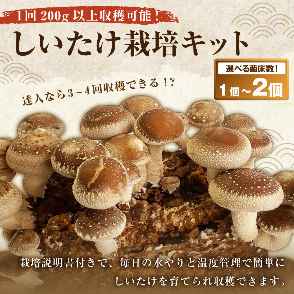 【ふるさと納税】しいたけ栽培キット （菌床ブロック 1個 ／ 2個） ＜選べる容量＞ 【2026年4月下旬迄発送予定】 1回200g以上収穫可能 達人なら3～4回ほど収穫 しいたけ シイタケ 椎茸 きのこ キノコ 茸 きのこ栽培 しいたけ栽培 高知県 香美市 送料無料 - 画像2