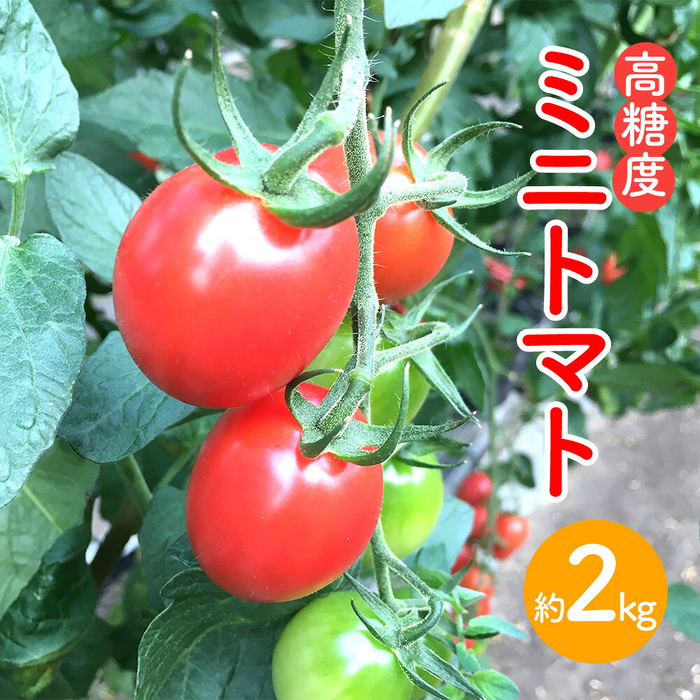 高糖度ミニトマト 約2kg 1箱 トマト 野菜 やさい サラダ 高知県産 国産 高知県 香美市 送料無料 【2026年6月上旬迄発送予定】