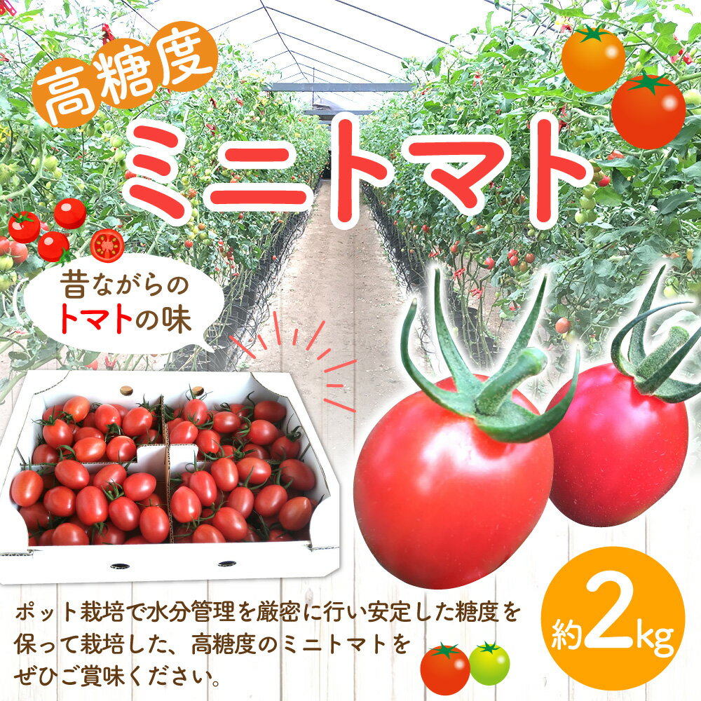 【ふるさと納税】高糖度ミニトマト 約2kg 1箱 トマト 野菜 やさい サラダ 高知県産 国産 高知県 香美市 送料無料 【2026年6月上旬迄発送予定】 - 画像2