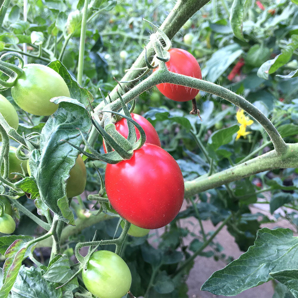 【ふるさと納税】高糖度ミニトマト 約2kg 1箱 トマト 野菜 やさい サラダ 高知県産 国産 高知県 香美市 送料無料 【2026年6月上旬迄発送予定】 - 画像3