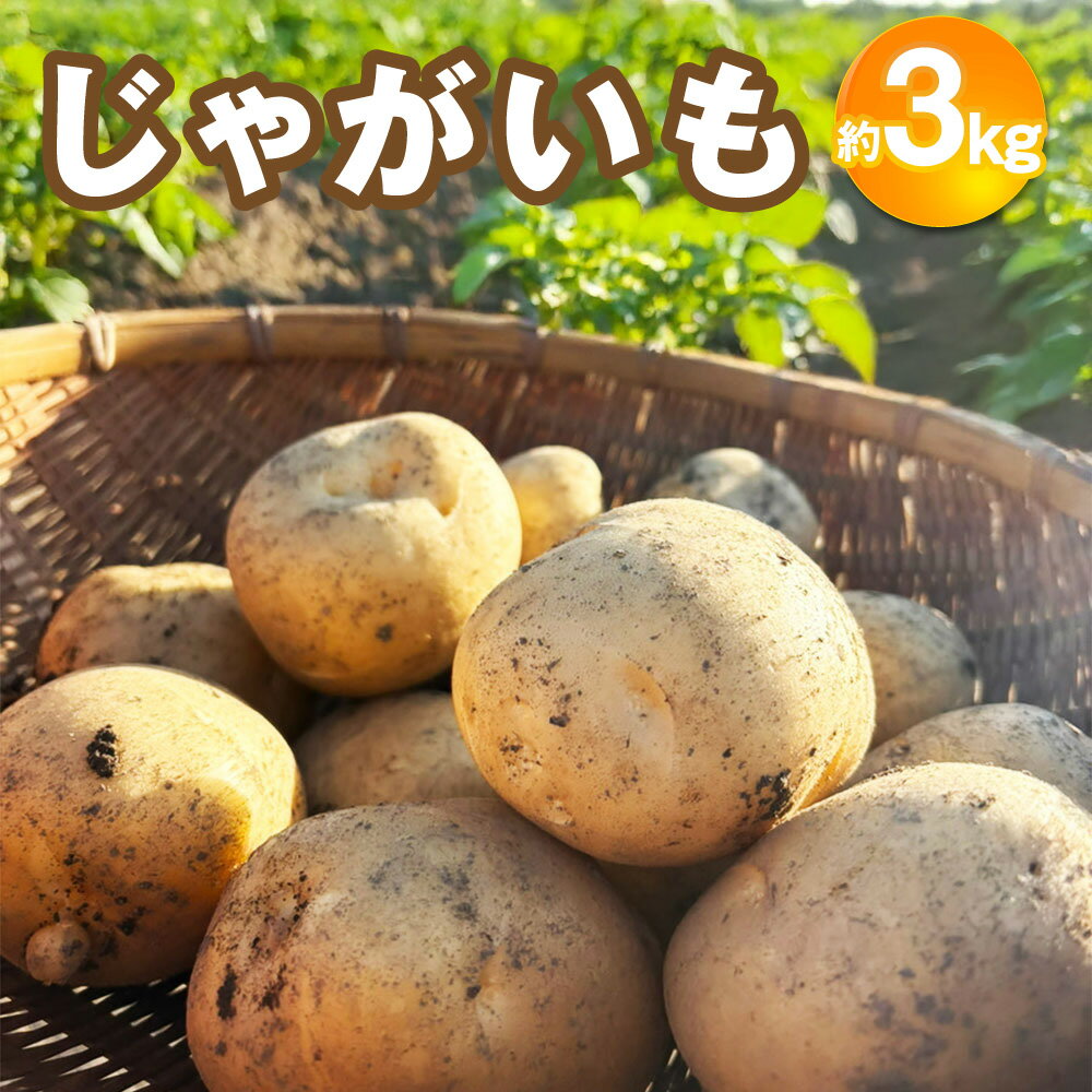 じゃがいも （西豊） 約3kg 【2026年12月下旬～2027年2月下旬迄順次発送予定】 いも イモ 芋 ジャガイモ 食品 高知県 香美市 送料無料