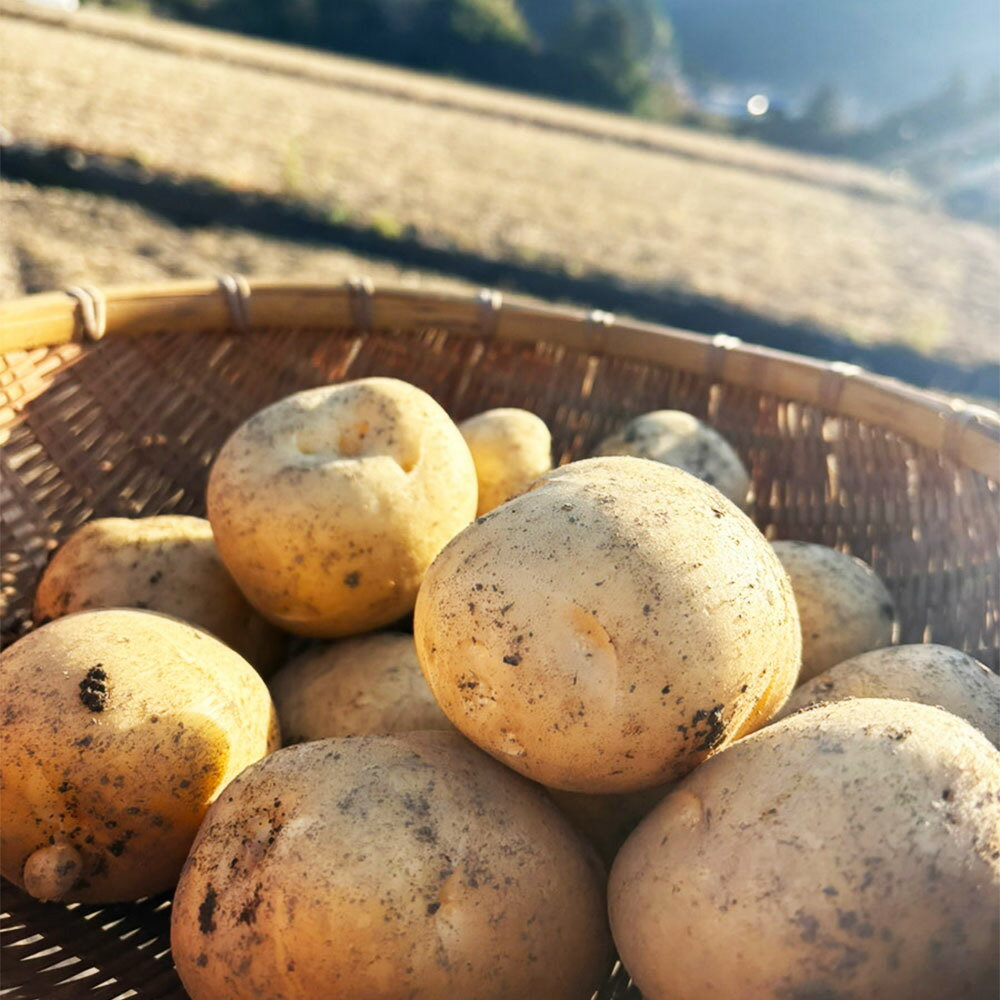 【ふるさと納税】じゃがいも （西豊） 約3kg 【2026年12月下旬～2027年2月下旬迄順次発送予定】 いも イモ 芋 ジャガイモ 食品 高知県 香美市 送料無料 - 画像3