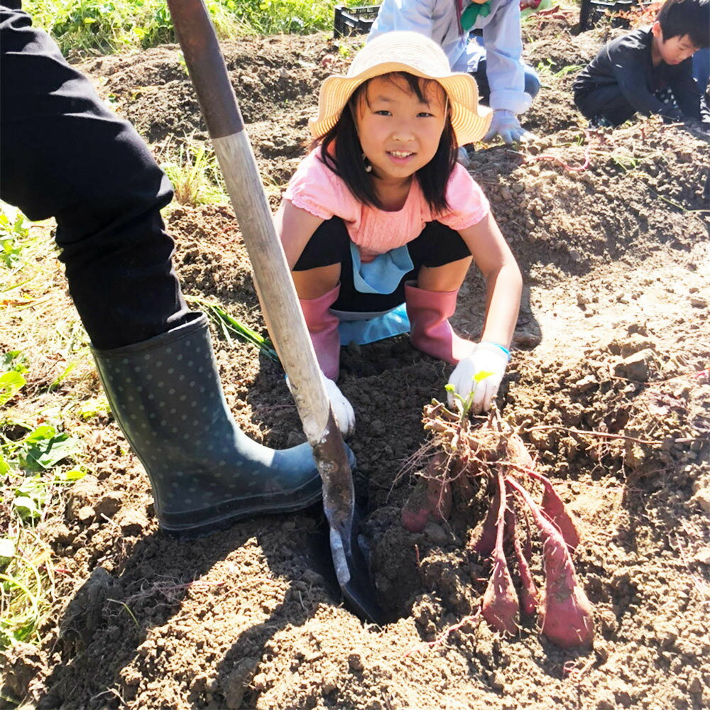【ふるさと納税】さつまいも おまかせセット 約2.5kg （紅はるか ／ 安納芋 ／ 紫芋） 【2026年12月上旬～2027年1月下旬迄順次発送予定】 いも イモ 芋 サツマイモ 食品 高知県 香美市 送料無料 - 画像3